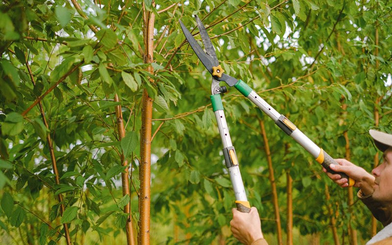 Tree trimming in Rifton, NY
