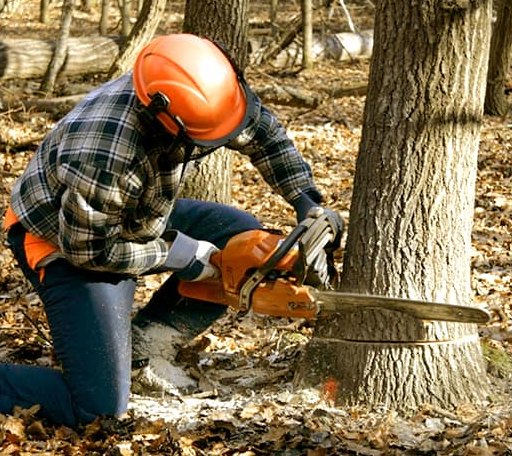 Tree Removal in Rifton, NY